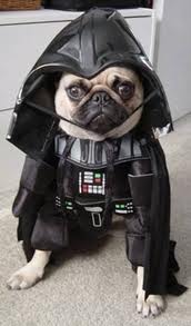 Pug Darth Vader.jpg